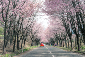 岩木山の桜並木