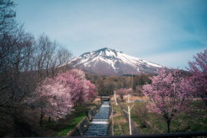 岩木山の桜並木