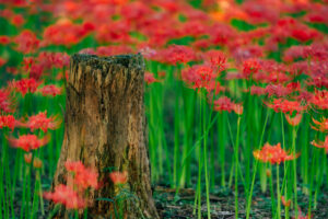 村上緑地公園