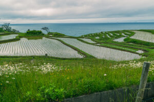 白米千枚田