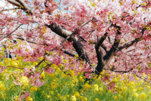 西平畑公園