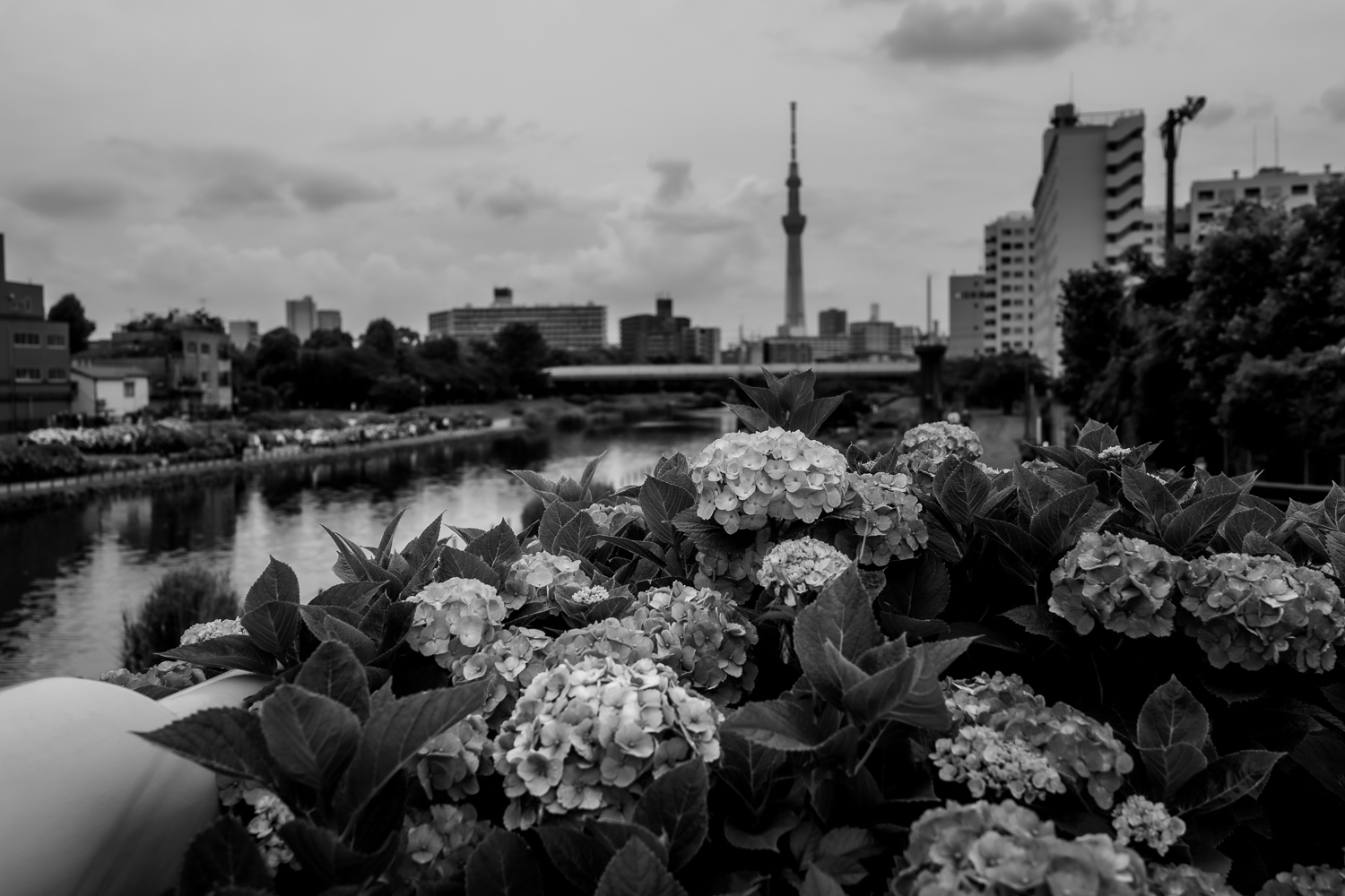 旧中川水辺公園 ー 東京都の撮影スポット