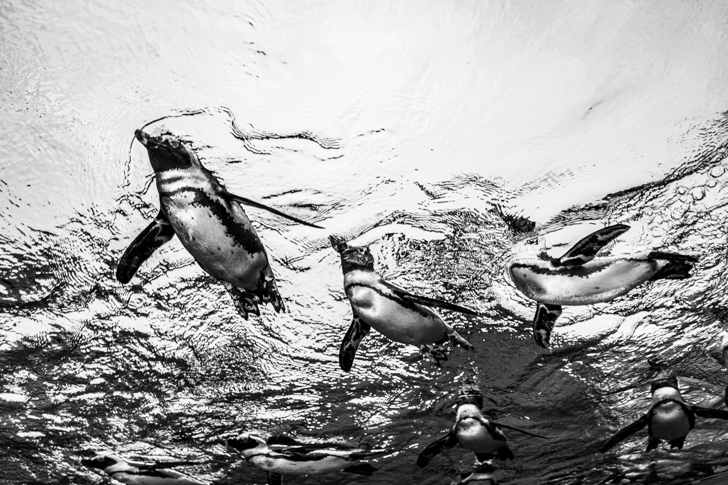 サンシャイン水族館 ー 東京都の撮影スポット