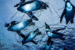 サンシャイン水族館