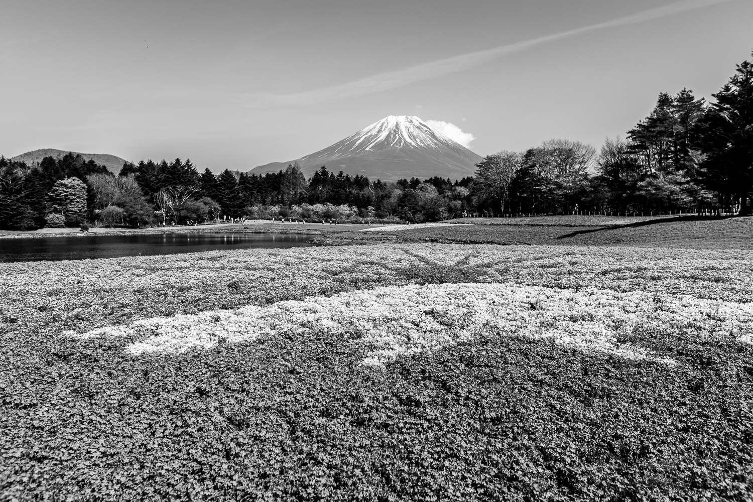 富士本栖湖リゾート（富士芝桜まつり） ー 山梨県の撮影スポット